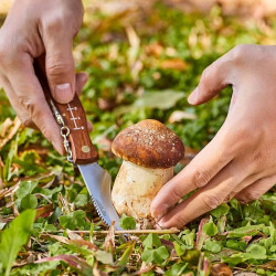 Nóż kandar scyzoryk kozik grzybiarza na grzyby składany z miotełką 25 cm + pokrowiec